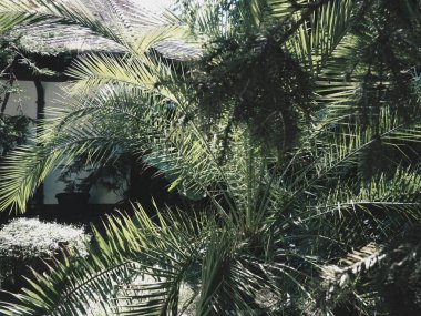 Palmiye yaprakları gölge ve ışıkla kaplı. Tropik, güzel bir arka plan. Palmiyeler, Arecaceae, Palmaceae, Palmaceae, tek tip bitkilerden oluşan bir aile. Yağmur ormanlarında kulübe.