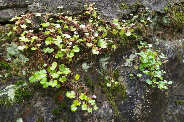 兰花属 Cymbalaria Cymbalum 是一种草本植物属植物 在地中海很常见 石墙上长满了藏红花 树阴下的小绿叶 — 图库照片