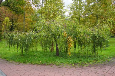 Ağlayan cüce huş ağacı tasarımı. Huş ağacı olan Betula pendula, Birch familyasından bir bitki türüdür. Siğilli huş ağacı Betula verrucosa. Eylül Banja Koviljaca