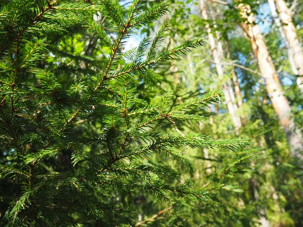 Picea Spruce Género Coníferas Hoja Perenne Perteneciente Familia Pinaceae Bosque — Foto de Stock