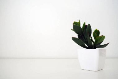 İç dekorasyon. Yapay yeşil bitki beyaz bir duvara karşı küçük bir tencerede. Bir ofis, oda ya da daire dekore etmek için aloe, crassula ya da kalanchoe 'nin her zaman yemyeşil taklidi