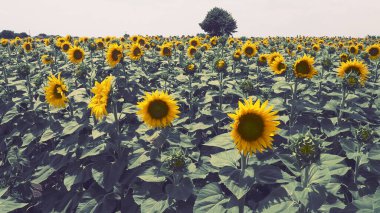 Helianthus ayçiçeği, Asteraceae familyasından bir bitki cinsidir. Yıllık ayçiçeği ve veremli ayçiçeği. Tarım alanı. Sarı yapraklı çiçek tomurcuğu. Kürklü yapraklar. Sırbistan tarımı.