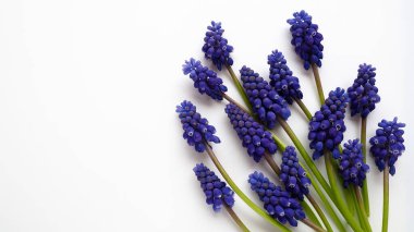 Blue spring flowers on a white background. Muscari armeniacum on a white background. Bright postcard, congratulations. Copy space still life flat lay. Armenian grape hyacinth