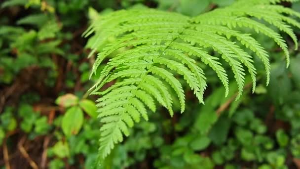 Zelený Kapradinový List Zblízka Přírodní Zázemí Rostliny Lese Větru Pohupuje — Stock video