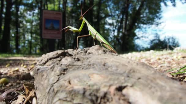 Gröna Rovdjur Europeisk Bönsyrsa Mantis Religiosa Mantis Tittar Kameran Med — Stockvideo