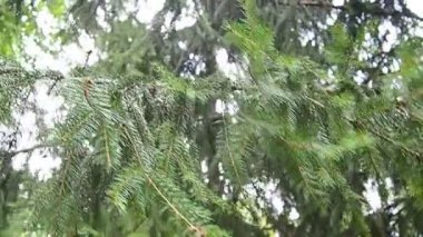 Spruce yakın plan. Firavun ya da köknar ağacı dalları rüzgarda sallanır, ağır çekimde. Spruce Picea, çamgiller (Pinaceae) familyasından bir kozalaklı ağaçtır. Sonsuza dek yeşil bir ağacın tacı.