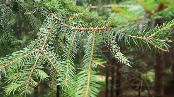 Spruce Yakın Plan Firavun Köknar Ağacı Dalları Rüzgarda Sallanır Ağır — Stok video