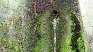 Banja Koviljaca, Sırbistan, Guchevo, Loznica. İlkbahar Üç kaynakları. Guchevo Dağı 'ndan akan maden suyu. Kayanın üzerinde yosun ve liken var. Su damlaları. Yavaş çekim