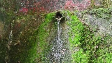 Banja Koviljaca, Sırbistan, Guchevo, Loznica. İlkbahar Üç kaynakları. Guchevo Dağı 'ndan akan maden suyu. Kayanın üzerinde yosun ve liken var. Su damlaları. Yavaş çekim