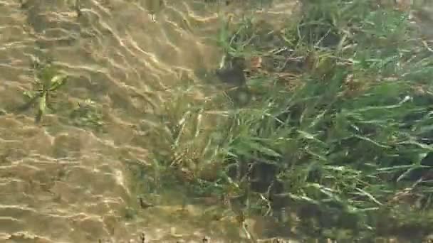 Řeka Drina Mělké Vodě Průzračnou Tekoucí Vodou Jasného Dne Mumlá — Stock video