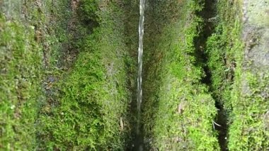 İlkbahar Üç kaynakları. Banja Koviljaca, Sırbistan, Guchevo, Loznica. Guchevo Dağı 'ndan akan maden suyu. Kayanın üzerinde yosun ve liken var. Su damlaları. Yavaş çekim