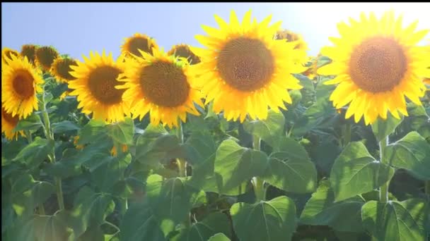 Соняшникове Поле Сільське Господарство Соняшники Мерехтять Вітрі — стокове відео