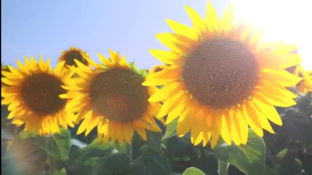 Sunflower Field Agriculture Sunflowers Fluttering Wind — Stock Video