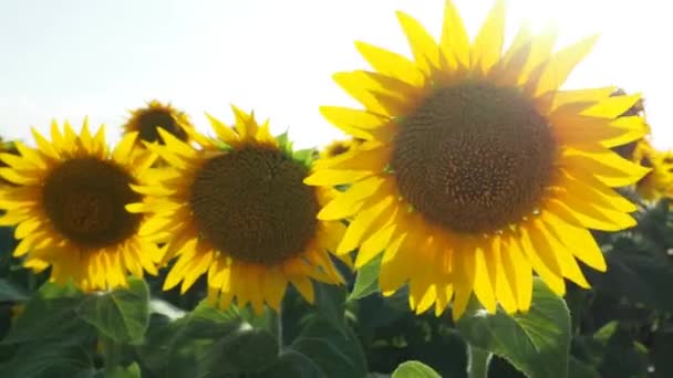 Соняшникове Поле Сільське Господарство Соняшники Мерехтять Вітрі — стокове відео