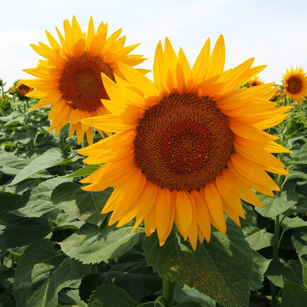 The Helianthus sunflower is a genus of plants in the Asteraceae family. Annual sunflower and tuberous sunflower. Agricultural field. Blooming bud with yellow petals. Furry leaves One big flower