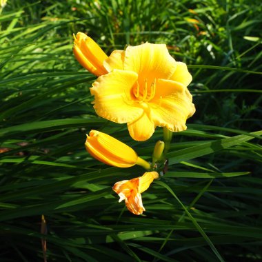 Daylily, or beautiful lemon-yellow, is a beautifully flowering perennial herbaceous plant. Long thin green leaves. Flowering as a hobby. Hemerocallis lilioasphodelus yellow variety