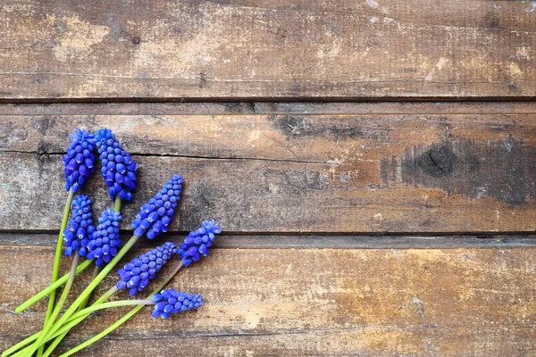 Blue Spring Flowers Wooden Background Muscari Armeniacum Wooden Background Bright — Stock Fotó