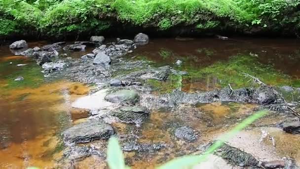 Скалистый Лесной Ручей Орзеге Карелия Черной Коричневой Чистой Водой Вода — стоковое видео