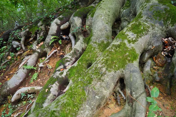 뿌리는 이끼로 있습니다 세르비아의 테라스 파크입니다 뿌리는 식물의 부분이며 식물은 — 스톡 사진