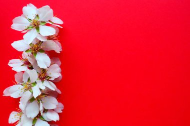 Kırmızı arka planda beyaz kuş kirazı çiçekleri. Uzayı metin için kopyala. Bayram ya da davetiye için parlak kart. Bahar geldi.