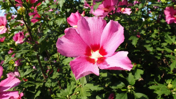 Hibiscus Malvaceae Familyasından Bir Bitki Cinsidir Anapa Bir Dalda Pembe — Stok fotoğraf
