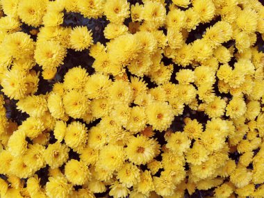 Bir bukette sarı renkli kasımpatılar. Yakın plan. Düğün ya da doğum günü için tebrik kartı. Asteraceae ya da Dendranthema ailesinden sonbahar çiçekleri. Çiçek dokusu. Çiçek duvarı.