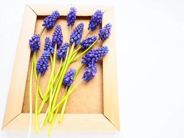 Blue spring flowers on a white background. Muscari armeniacum. Bright postcard, congratulations. Copy space still life flat lay. Armenian grape hyacinth. Photo frame made of cardboard and wood.