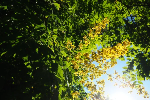 Koelreuteria Paniculata Species Flowering Plant Family Sapindaceae Tree Blooming Yellow — Stock fotografie