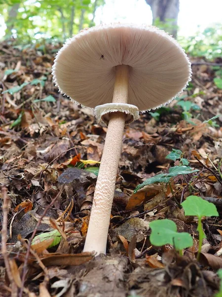 Macrolepiota Procera 속하는 버섯의 일종이다 열매의 몸통은 모양이고 중앙에 황토층 — 스톡 사진