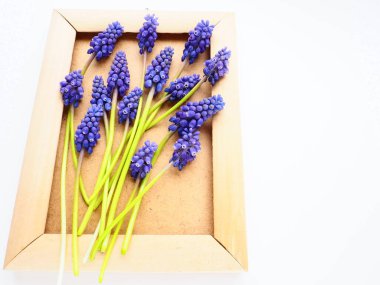 Blue spring flowers on a white background. Muscari armeniacum. Bright postcard, congratulations. Copy space still life flat lay. Armenian grape hyacinth. Photo frame made of cardboard and wood.
