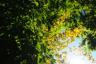 Koelreuteria paniculata is a species of flowering plant in the family Sapindaceae. A tree blooming with yellow flowers. Goldenrain tree, pride of India, China tree and the varnish tree