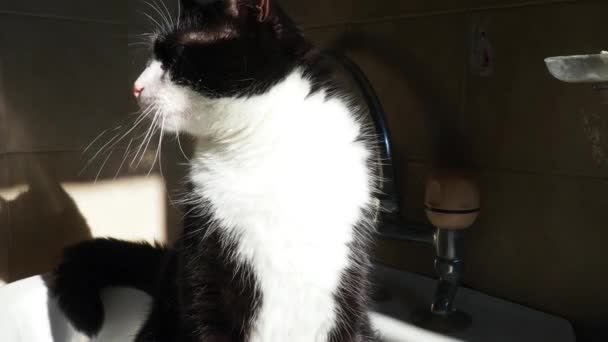 緑の目と長い白い口ひげと眉毛を持つ黒と白の猫がシンクに座って カメラを不快で見て 耳と頭を左右に回します 太陽の下で動物の背部 — ストック動画