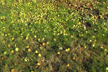 Yellow - green fallen apples lie on the grass under the apple tree. Yield loss and fruit rot. Serbian agriculture and horticulture