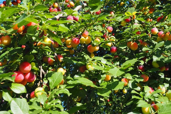 Prunus Cerasifera Species Plum Known Common Names Cherry Plum Myrobalan — Foto de Stock
