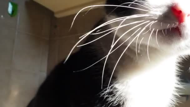 Eine Schwarz Weiße Katze Mit Gelb Grünen Augen Und Langem — Stockvideo