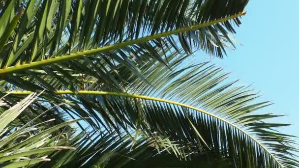 棕榈枝在风中摇曳 阳光灿烂的天气在度假胜地度假 椰子和枣叶摇曳 旅游和热带旅行 Meljine 海滩附近的棕榈树 — 图库视频影像