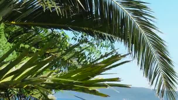 ヤシの枝が風に揺れる 天気は晴れ リゾートでの休暇 ココナッツと日付の葉が揺れる 青い空だ 観光や熱帯の場所への旅行 モンテネグロ メルジネ ビーチの近くのヤシの木 — ストック動画