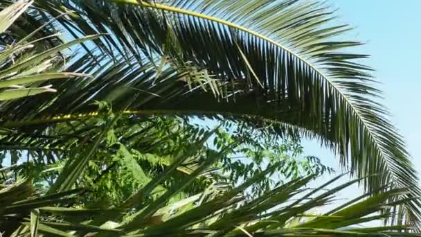 ヤシの枝が風に揺れる 天気は晴れ リゾートでの休暇 ココナッツと日付の葉が揺れる 青い空だ 観光や熱帯の場所への旅行 モンテネグロ メルジネ ビーチの近くのヤシの木 — ストック動画