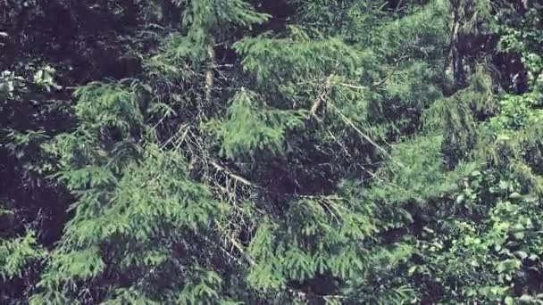 Picea Spruce Genus Coniferous Evergreen Trees Pine Family Pinaceae Coniferous — ストック動画