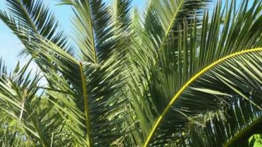Palmiye dalları rüzgarda sallanıyor. Güneşli bir hava. Tatil köyünde. Hindistan cevizi ve tarih sallanıyor. Mavi gökyüzü. Turizm ve tropik yerlere seyahat. Karadağ, Meljine, plaja yakın palmiye ağaçları