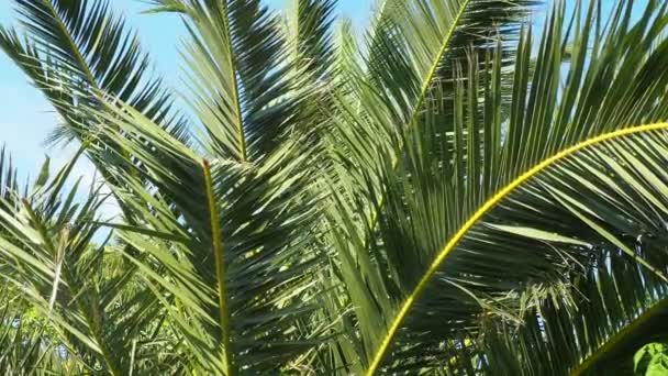Las Ramas Palma Balancean Viento Clima Soleado Vacaciones Resort Coco — Vídeos de Stock