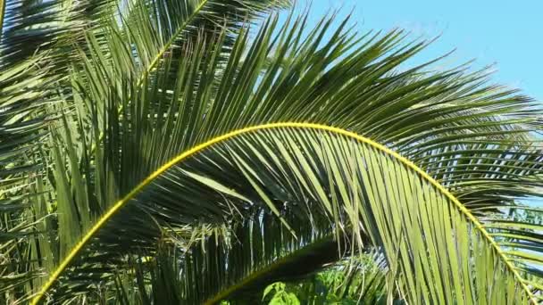 Palm Branches Sway Wind Sunny Weather Vacation Resort Coconut Date — Stock Video