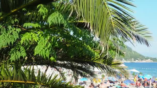 Meljine Monténégro Mer Adriatique Août 2022 Les Branches Des Palmiers — Video