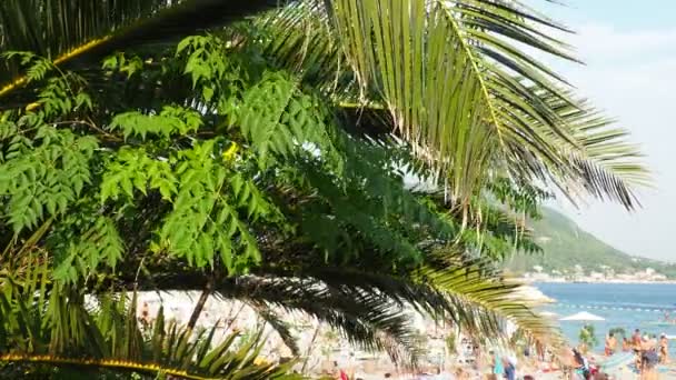 Meljine Montenegro Adriatic Sea August 2022 Plage Palm Branches Sway — 图库视频影像