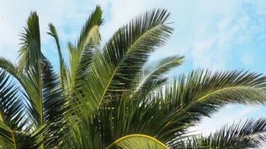 Palmiye dalları rüzgarda sallanıyor. Güneşli bir hava. Tatil köyünde. Hindistan cevizi ve tarih sallanıyor. Mavi gökyüzü. Turizm ve tropik yerlere seyahat. Karadağ, Meljine, plaja yakın palmiye ağaçları