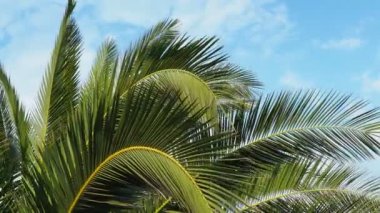 Palmiye dalları rüzgarda sallanıyor. Güneşli bir hava. Tatil köyünde. Hindistan cevizi ve tarih sallanıyor. Mavi gökyüzü. Turizm ve tropik yerlere seyahat. Karadağ, Meljine, plaja yakın palmiye ağaçları