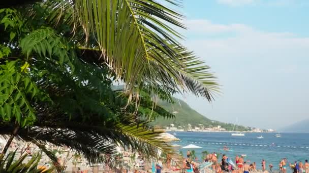 メルジネ モンテネグロ アドリア海 2022年8月8日風の中でヤシの枝が揺れる リゾートでの休暇 ナツメヤシの葉が揺れる 観光と旅行 ビーチで泳いだり日光浴をしたり — ストック動画