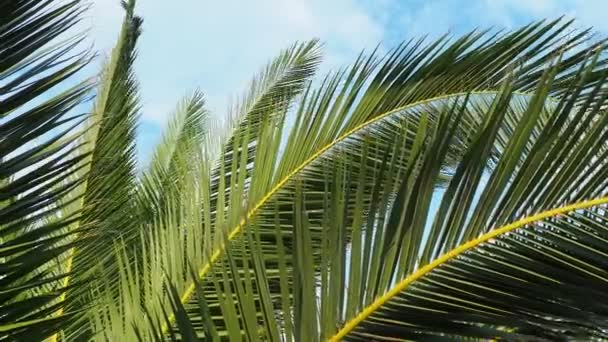 棕榈枝在风中摇曳 阳光灿烂的天气在度假胜地度假 椰子和枣叶摇曳 旅游和热带旅行 Meljine 海滩附近的棕榈树 — 图库视频影像