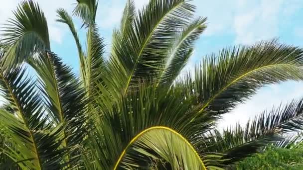 Ramos Palma Balançam Vento Tempo Ensolarado Férias Resort Coco Data — Vídeo de Stock