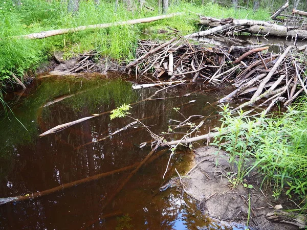 Beaver Dam Erected Beavers River Stream Protect Predators Facilitate Foraging —  Fotos de Stock